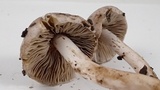 Inocybe ionocephala image