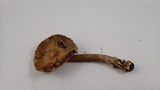 Inocybe sororia image