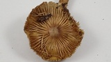 Inocybe sororia image