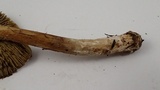 Inocybe sororia image