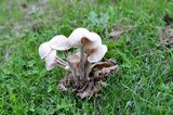 Gymnopus confluens image