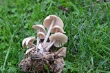 Gymnopus confluens image
