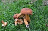 Lactarius volemus image