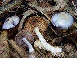 Cortinarius iodes image