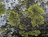 Candelaria concolor image