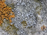 Lecanora crenulata image