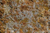 Lecanora crenulata image