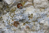 Lecanora crenulata image