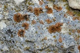 Lecanora crenulata image