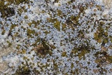 Lecanora crenulata image