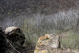 Lecanora crenulata image