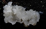 Ophiostoma epigloeum image