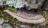 Xylobolus subpileatus image