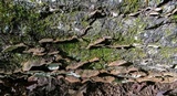 Xylobolus subpileatus image