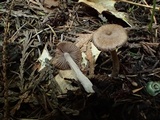 Inocybe pusio image