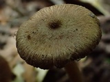 Inocybe pusio image