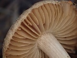 Inocybe pusio image
