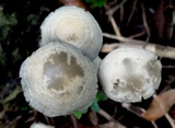 Panaeolus cyanescens image