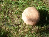 Calvatia cyathiformis image