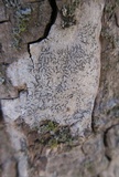 Graphis scripta image