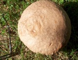 Calvatia cyathiformis image