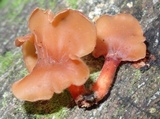 Dacryopinax elegans image