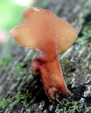 Dacryopinax elegans image