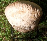 Calvatia cyathiformis image