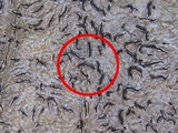 Graphis scripta image