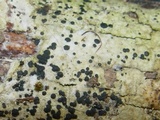 Patellaria atrata image