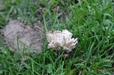 Tremellodendron schweinitzii image