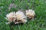 Tremellodendron schweinitzii image