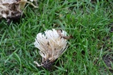 Tremellodendron schweinitzii image