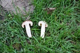 Lactarius volemus image