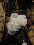 Hemimycena candida image