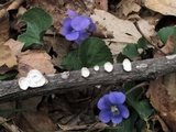 Poronidulus conchifer image