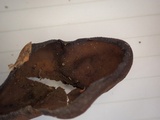 Peziza phyllogena image