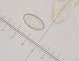 Peziza phyllogena image