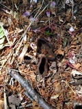 Peziza phyllogena image