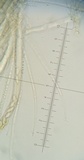 Peziza phyllogena image