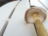 Battarrea phalloides image