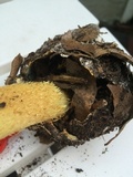 Battarrea phalloides image