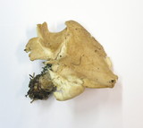 Clitocybe subsalmonea image