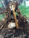 Battarrea phalloides image