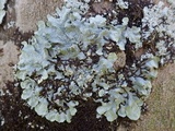 Punctelia subrudecta image