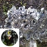 Punctelia subrudecta image