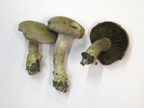 Cortinarius infractus image