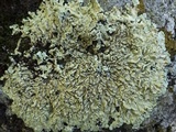 Flavoparmelia soredians image