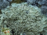 Flavoparmelia soredians image