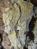 Pyxine sorediata image